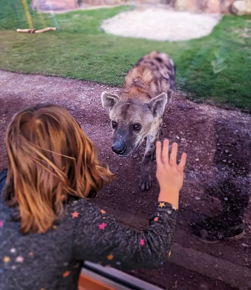 Phoenix Zoo child with Hyena