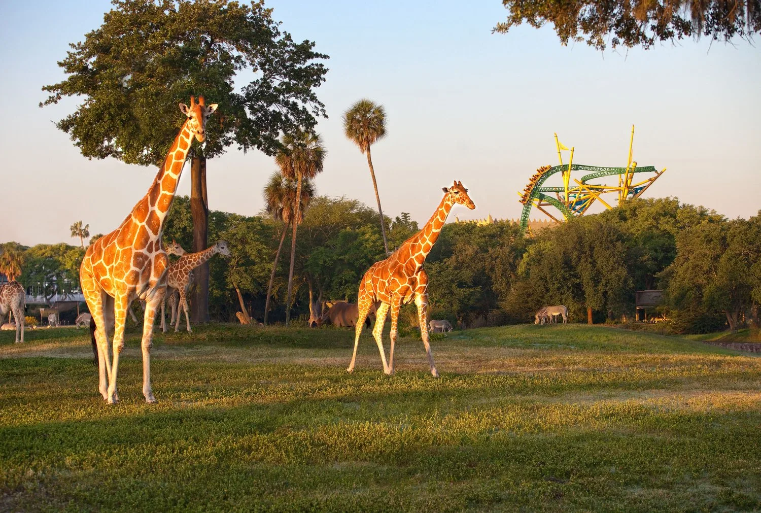 Giraffes grazing on a savanna habitat with the Cheetah Hunt roller coaster track behind at Busch Gardens Tampa Bay
