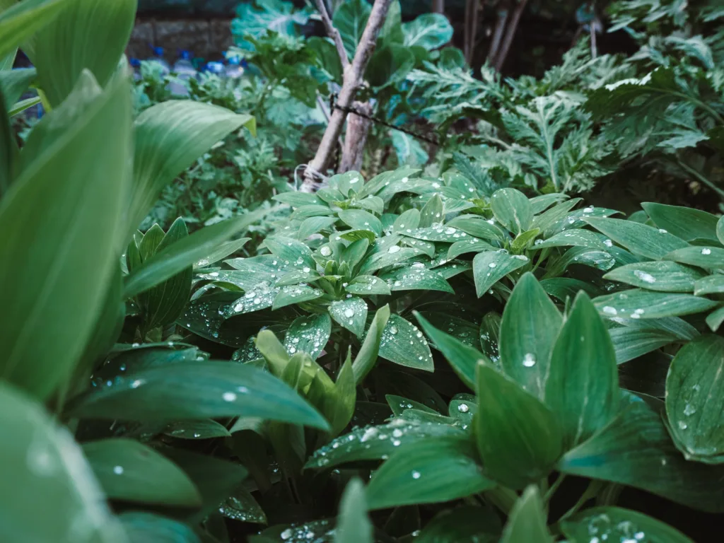 Close-up of lush green foliage covered in water droplets
