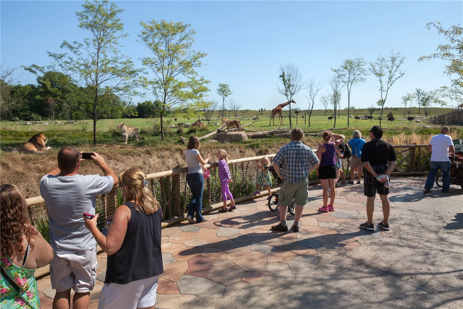 Guests viewing lions and giraffes across the savanna at the Columbus Zoo's Heart of Africa