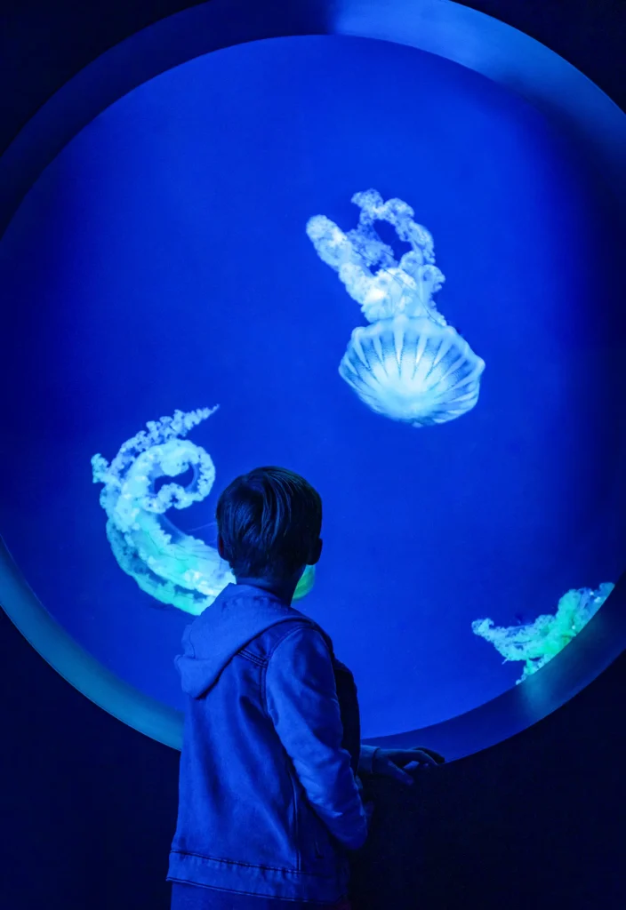 Boy viewing jellyfish at the Jellyfish Experience