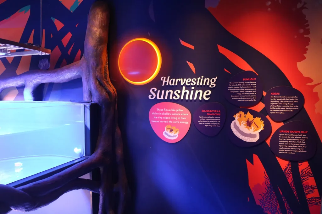 Graphic signage inside the Jellyfish Experience