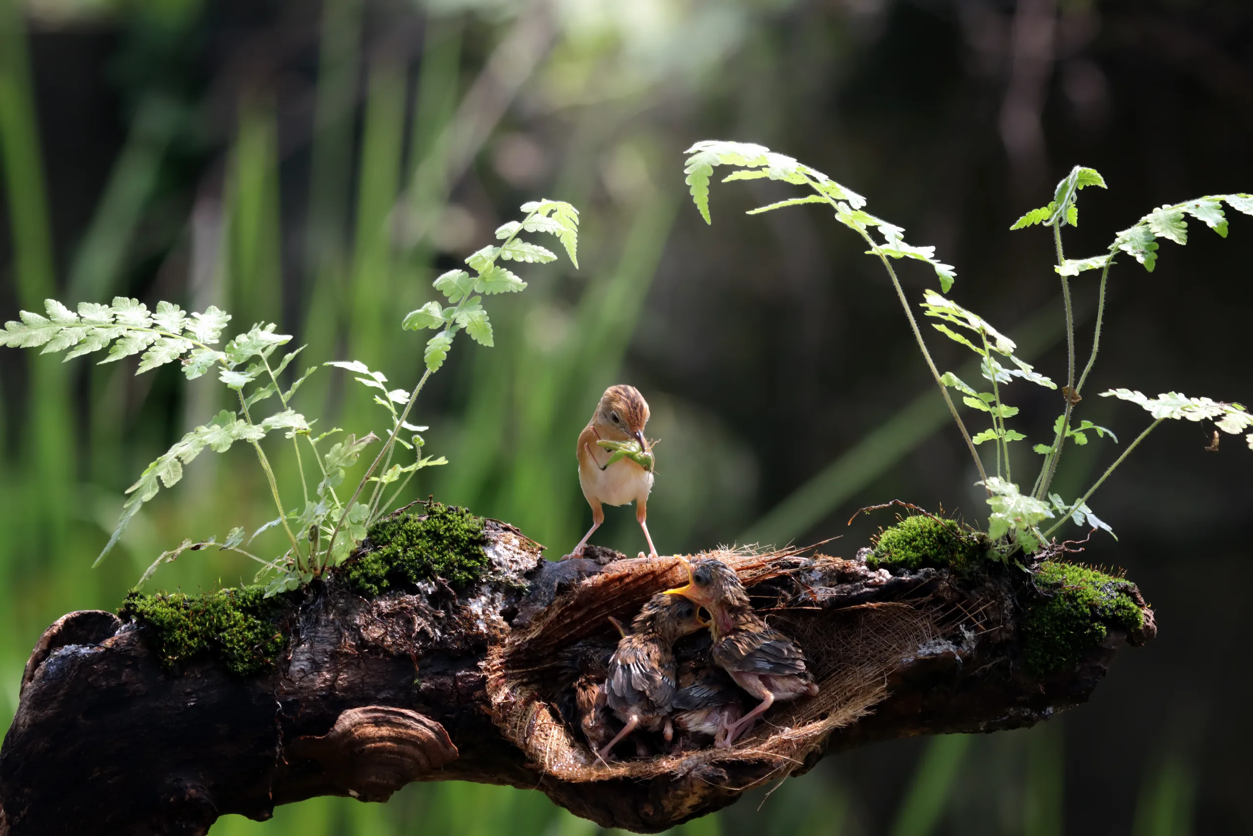 Small bird feeding chicks in a nest on a moss-covered log framed by ferns