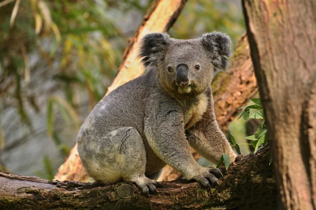 Koala sitting on a eucalyptus branch