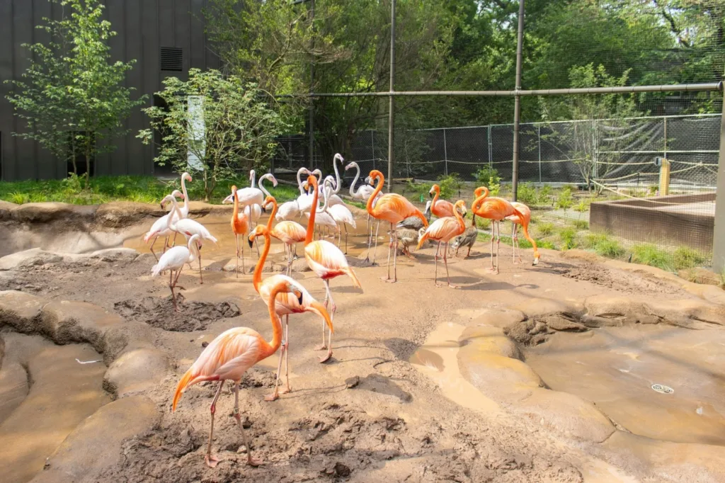 Flock of flamingos wading in the shallow pools of Flamingo Cove at the Philadelphia Zoo