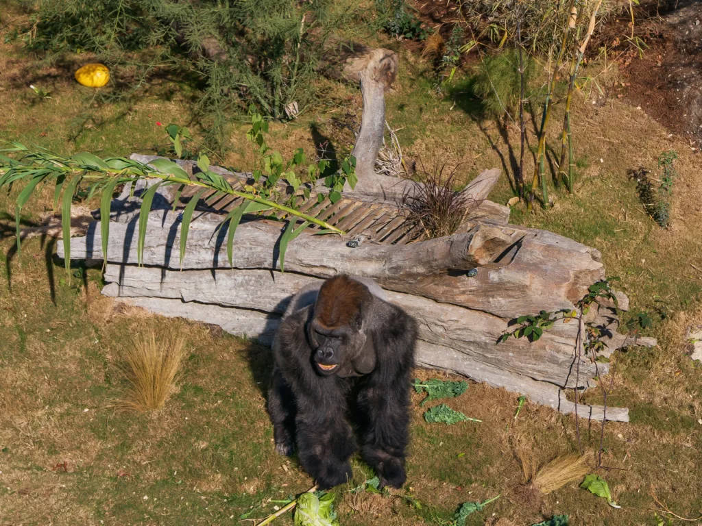 Western lowland gorilla foraging near a log in the Congo Falls habitat at San Antonio Zoo