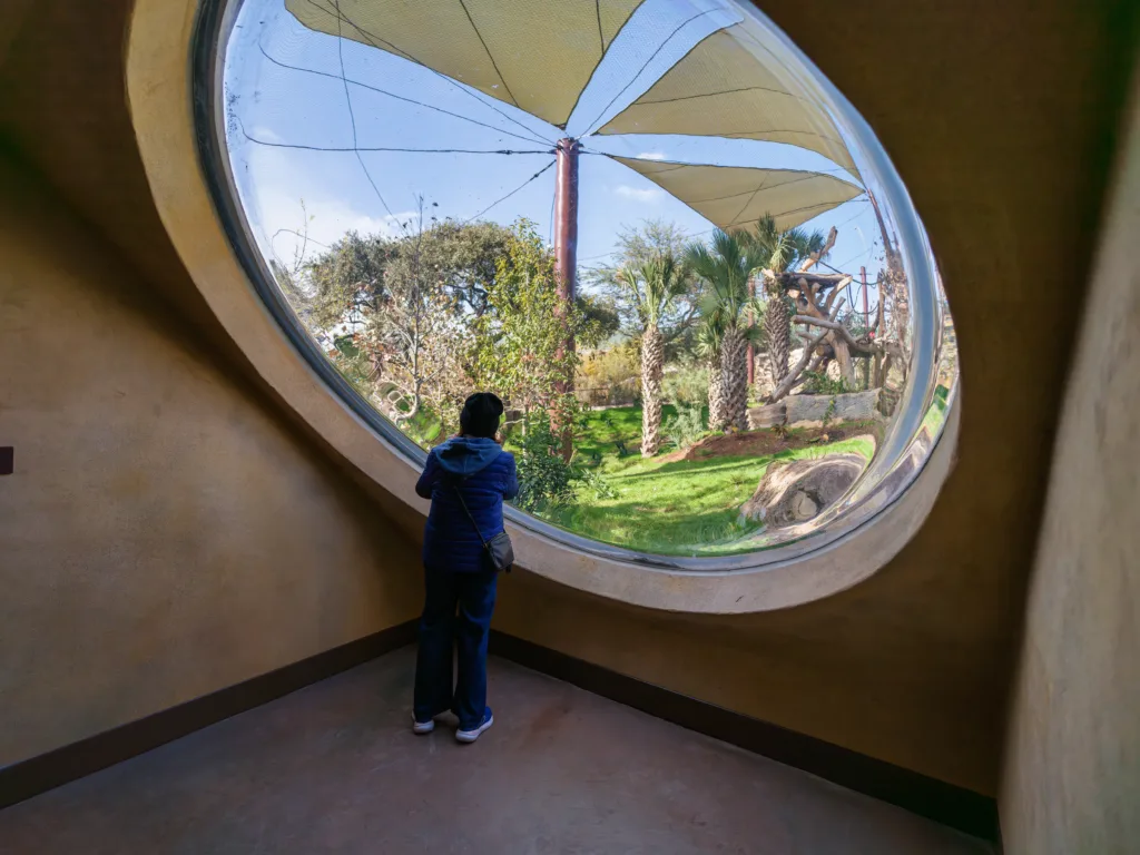 Guest looking out a large round window at gorilla level from the below-grade viewing area at Congo Falls