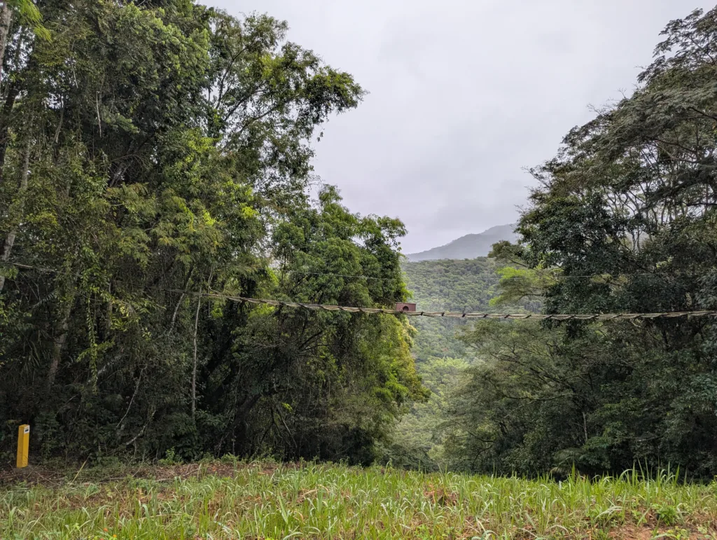 Rope bridge strung across a gap in the forest to connect golden lion tamarin habitat