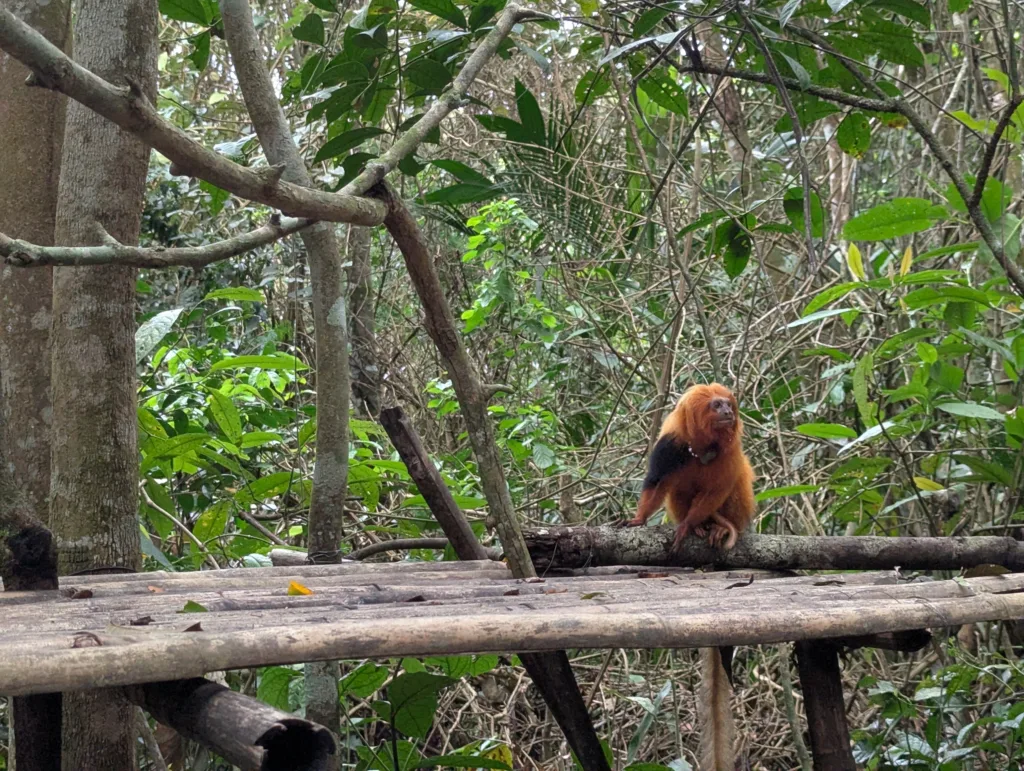Endangered golden lion tamarin sitting on a log in the forest of southeastern Brazil