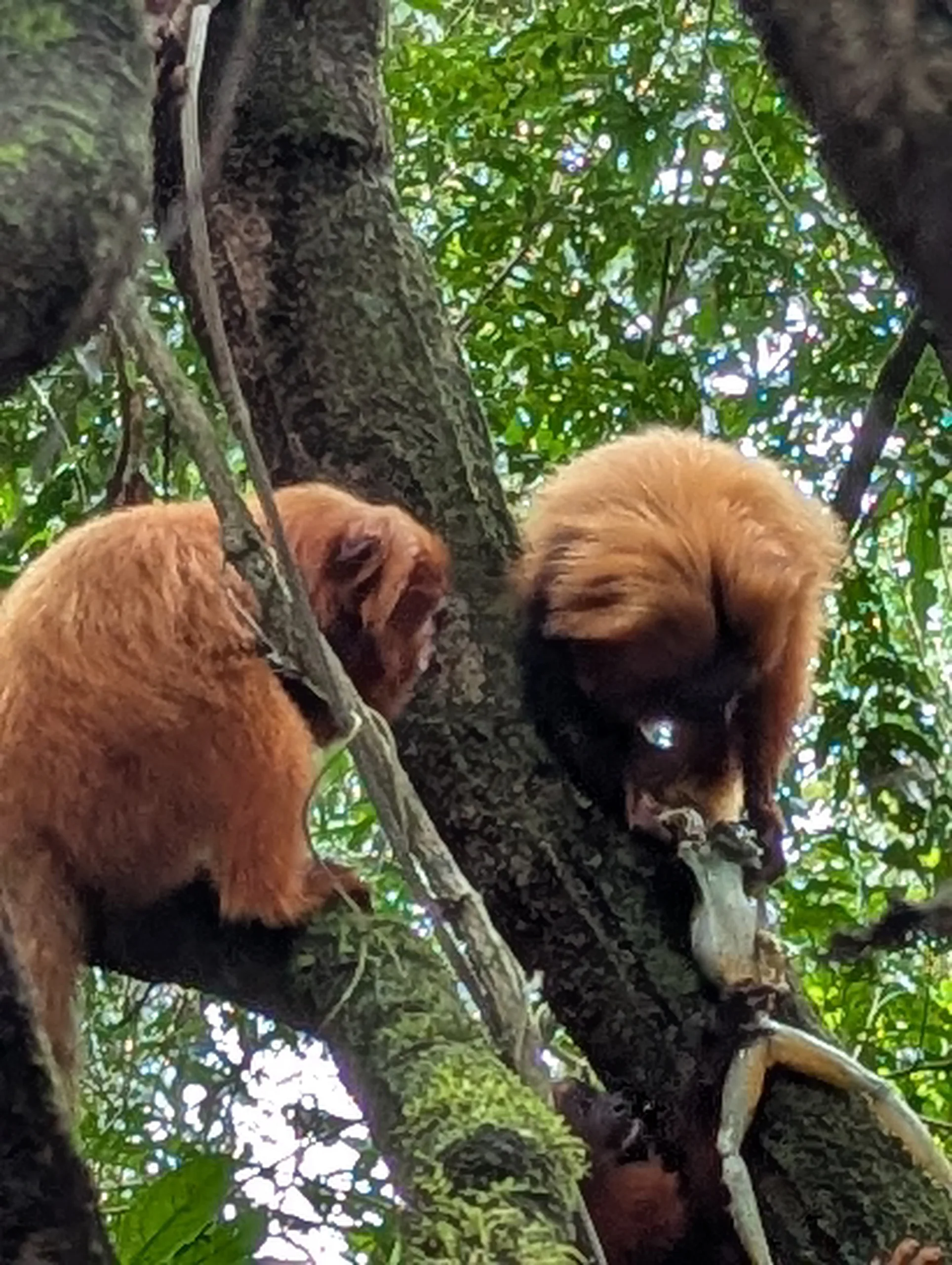 Two golden lion tamarins feeding in a tree in Brazil's Atlantic Forest